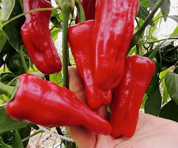 Turkischer Gewurzpaprika BIO (30 seminte) ardei iute alungit, coaja subtire, gust fructat, pentru boia iute, ReinSaat - Img 3