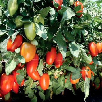 Tygo F1 (1000 seminte) rosii prunisoare timpurii determinate, consum proaspat sau procesat, Nongwoo Bio - Img 3