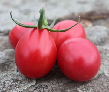 Umamini F1 (5 seminte) rosii cherry nedeterminate tip prunisoara, aroma intensa, culoare roz, Sperli - Img 2