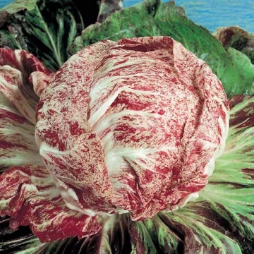 Variegata di Castelfranco (5 gr) seminte salata cicoare, capatani cu frunze bej cu maro-stacojiu, Toraf