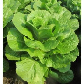 Verde degli Ortolani BIO (800 seminte) salata romana verde BIO, frunze inalte, crocante, Seklos