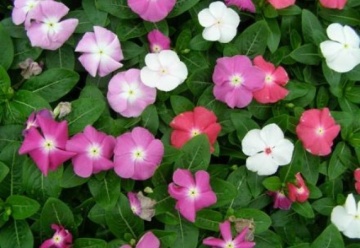 Vinca (90 seminte) Vinca Mix - Catharanthus roseus, flori mici albe, roz, rosii, Florian - Img 2