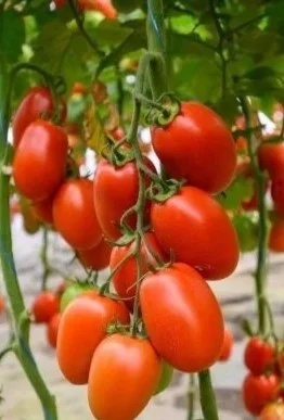 Vincitori F1 (500 seminte) tomate nedeterminate prunisoare, Syngenta - Img 1
