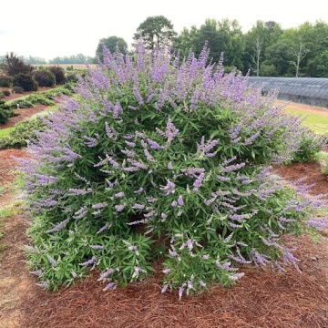 Vitex (30 seminte) Monk's Pepper - Vitex Agnus-Castus, planta medicinala pentru tulburari menstruale si digestive, Saflax - Img 3