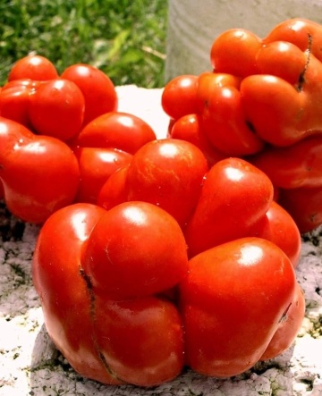 Voyage (150 seminte) rosii nedeterminate gustoase, fructe mici unite intre ele, Legutko
