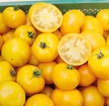 Yellow Donut BIO (35 seminte) tomate galbene determinate, mari, foarte gustoase, ReinSaat - Img 5