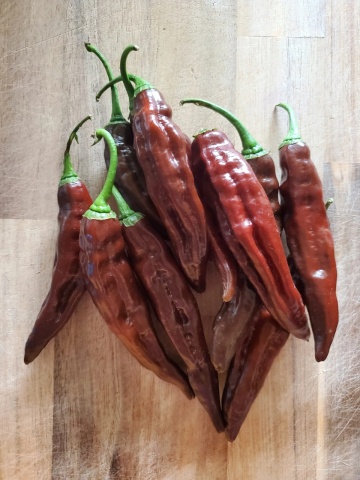Aji Panca BIO (25 seminte) ardei iute rosu-maroniu soi din Peru, gust picant, aroma afumata, ReinSaat