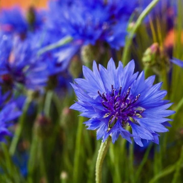 Albastrele Centaurea Cyanus (100 gr) seminte planta anuala melifera, randament foarte mare de miere si polen, Toraf - Img 5