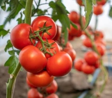 Ampel F1 (100 seminte) rosii ferme, uniforme, nedeterminate extratimpurii, Rijk Zwaan - Img 3