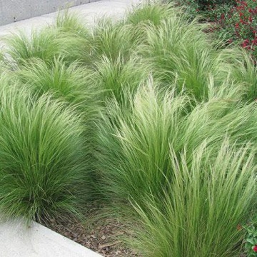 Angel Hair (150 seminte) iarba decorativa perena Mexican Feather Grass, Seklos - Img 3