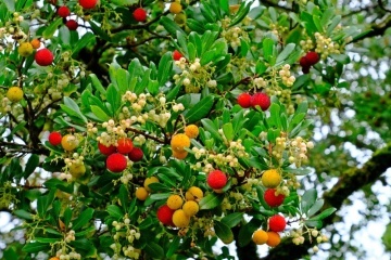Arbore de Capsuni (50 seminte) Strawberry Tree - Arbutus unedo, flori albe frumoase, fructe foarte gustoase, Saflax - Img 7
