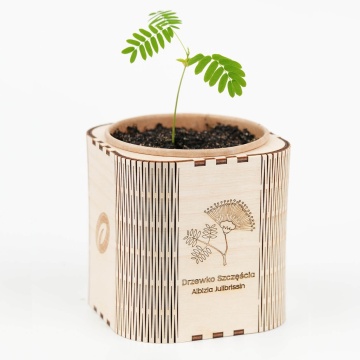 Arbore de Matase (1 set pentru plantat) seminte arbore cu flori delicate alb-roz, parfumate, Toraf - Img 4