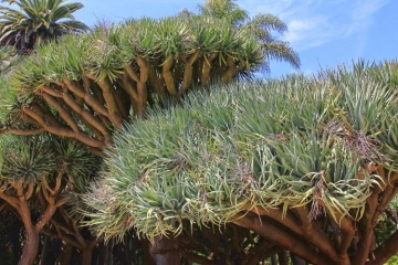 Arbore Dragon (5 seminte) Dragon Tree - Dracaena Draco, decorativ cu viata lunga, Saflax - Img 3