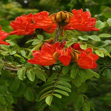 Arbore Fantana (30 seminte) African Tulip Tree - Spathodea campanulata, flori rosii-portocalii cu galben, inflorire abundenta, Saflax - Img 5