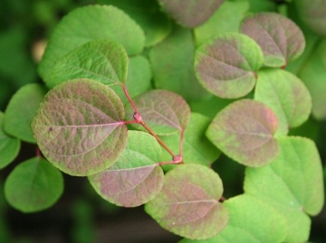Arbore Japonez de Turta Dulce (200 seminte) Katsuratree - Cercidiphyllum japonicum, frunze culori schimbatoare, aroma de caramel si scortisoara, Saflax - Img 3