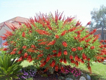 Arborele de Coral (6 seminte) Cockspur Coral Tree - Erythrina crista-galli, flori rosii, inflorire abundenta, Saflax - Img 2