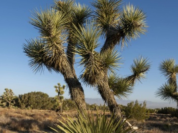 Arborele Iosua (10 seminte) Joshua Tree - Yucca brevifolia, arbore decorativ vesnic verde, crestere lenta, Saflax - Img 2