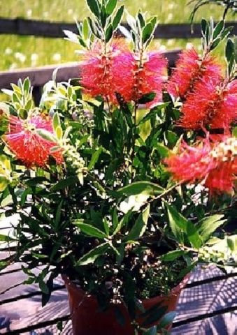 Arbust Perie de sticle (40 seminte) Red Bottle Brush - Callistemon citrinus, flori rosii, frunze cu parfum de citrice, Saflax - Img 3