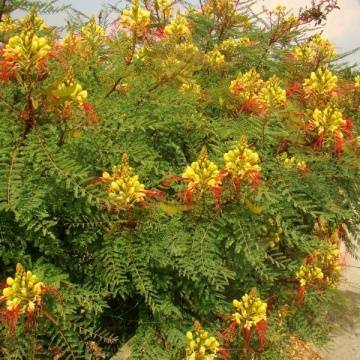 Arbustul Paun galben (10 seminte) Peacock Shrub - Caesalpinia gilliesii X spinosa, flori superbe galbene, Saflax - Img 2