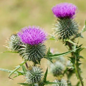 Armurariu (75 seminte) Milk Thistle - Silybum marianum, planta medicinala pentru afectiunile ficatului, Saflax - Img 2