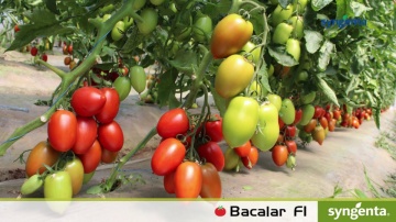 Bacalar F1 (500 seminte) de rosii nedeterminate timpurii, Syngenta - Img 3