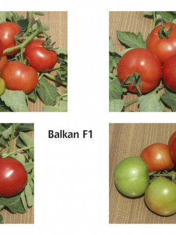 Balkan F1 (1000 seminte) de rosii semideterminate extratimpuriu, Geosem - Img 2