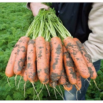 Baltimore F1 (25.000 seminte) morcovi orange tip Berlicum/Nantes (calibru seminte < 2.0 mm) ce se comporta excelent in conditii dificile dezvoltare fiind destinat consumului in stare proaspata si industrializare, Bejo