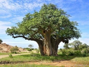 Baobab African (6 seminte) African Monkey Bread Tree - Adansonia digitata, arbore cu trunchi gros, rezistent la seceta, Saflax - Img 3