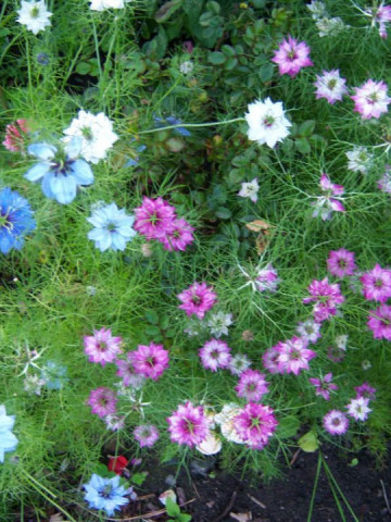 Barba Imparatului Mix (1 g), seminte flori Nigella damascene de la Opal - Img 3