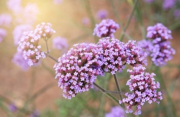 Bee Happy Verbena medicinala (200 seminte), planta medicinala si melifera Verbena officinalis, Laktofol - Img 3