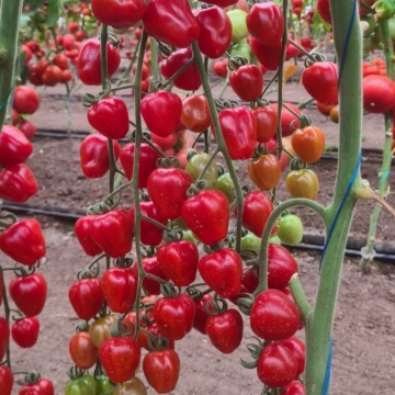 Berrybite F1 (100 seminte) rosii cherry timpurii nedeterminate, in forma de inima, Nongwoo Bio