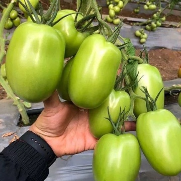 Bestial F1 (10 seminte) tomate semitimpurii nedeterminate pentru cultivare in sera, Sekluva - Img 4