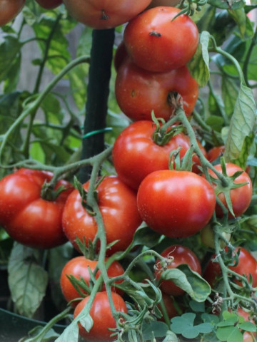 Betalux (150 seminte) tomate determinate, soi foarte timpuriu, randament ridicat, PlantiCo Spojnia - Img 3