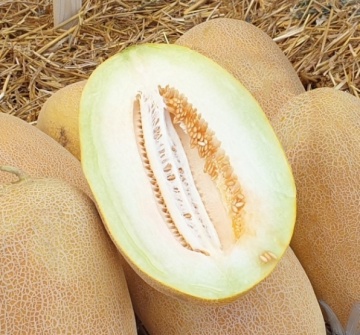 Bijour (MA 24-22) (1000 seminte) pepene galben timpuriu tip Ananas, Vilmorin - Img 1