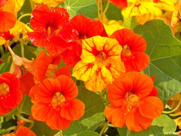 BIO Condurul Doamnei Mix (1 gr seminte) de flori Condorul Doamnei Tropaeolum Majus Nanum, Laktofol - Img 2