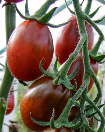 Black Plum (30 seminte) rosii nedeterminate semitimpurii, cu forme alungite, Seklos - Img 8
