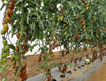 Blackfield F1 (100 seminte) tomate mini-prunisoare ciocolatii vargate nedeterminate, foarte gustoase si productive, Hazera - Img 4