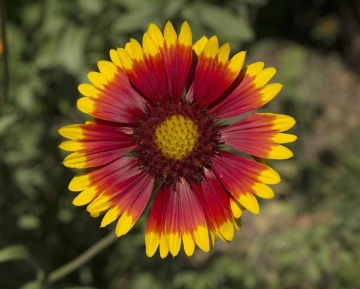 Blanketflower Burgundy (170 seminte) Gaillardia flori brun-roscate cu galben, inflorire abundenta, Seklos - Img 3