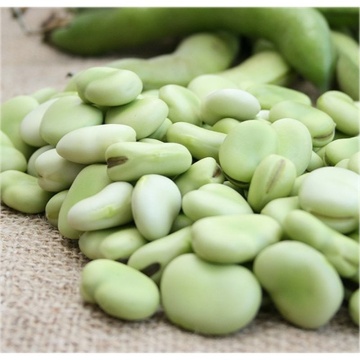 Bob Bio Aguadulce Supersimonia (10 gr) seminte bob pastai lungi, boabe mari, albe, Seklos