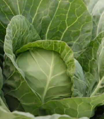 Bolikor F1 (2500 sem) varza alba de capatana, extratimpurie, Syngenta