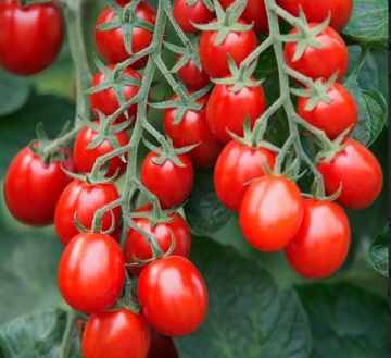 Bolstar Baloe F1 (7 seminte) rosii cherry BIO nedeterminate, fructe alungite rezistente la spargere, rosu-aprins, Sperli - Img 2