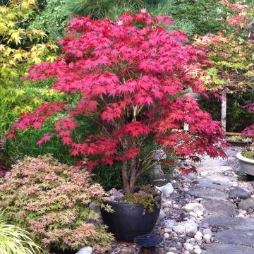 Bonsai Artar Japonez (20 seminte) Bonsai Red Japanese Maple - Acer palmatum, copac extrem de decorativ, frunze rosii-stacojii, Saflax - Img 2