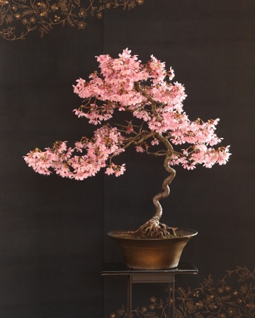 Bonsai Cires Japonez (30 seminte) Bonsai Wild Black Cherry - Prunus serrulata, inflorire abundenta cu flori batute, roz, Saflax - Img 4