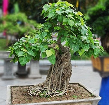 Bonsai Ficus Sacru (100 seminte) Bonsai Sacred Fig - Ficus religiosa, frunze moi in forma de inima, Saflax - Img 2