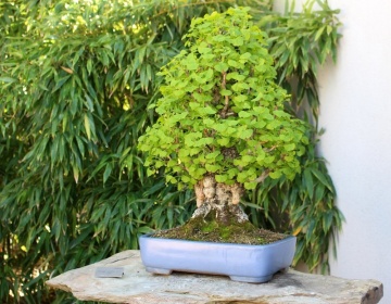 Bonsai Ginkgo biloba (4 seminte) Bonsai Maidenhair Tree, arbore decorativ si medicinal pentru afectiuni circulatorii, Saflax - Img 6
