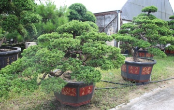 Bonsai Ienupar Chinezesc (30 seminte) Bonsai Chinese Juniper - Juniperus chinensis, arbust vesnic verde, foarte usor de modelat, Saflax - Img 6