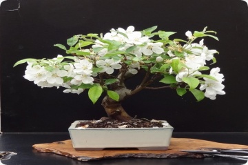 Bonsai Mar Paduret (30 seminte) Bonsai Wild Crab - Malus Sylvestris, flori albe elegante, Saflax - Img 5