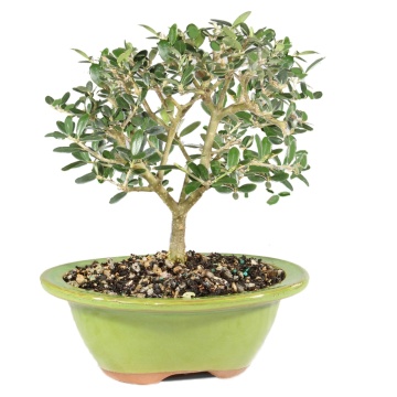 Bonsai Maslin (20 seminte) Bonsai Common Olive - Olea europea, arbore decorativ vesnic verde, Saflax - Img 5