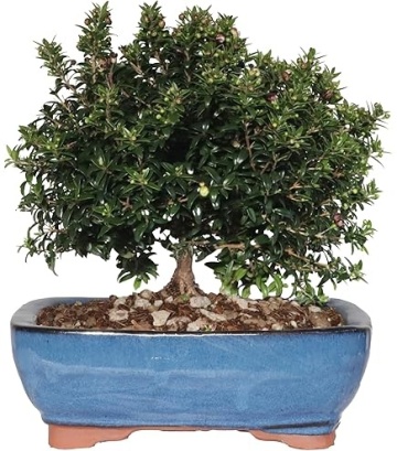 Bonsai Mirt (30 seminte) Bonsai True Myrtle - Myrtus communis, arbust cu frunze si flori parfumate, Saflax - Img 4