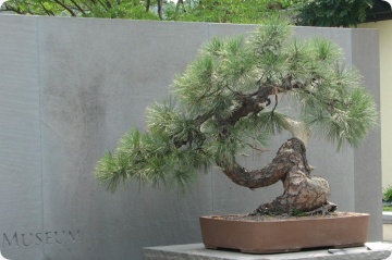 Bonsai Pin Auriu (20 seminte) Bonsai Ponderosa Pine - Pinus ponderosa, cea mai mare specie de pin, ace foarte lungi, Saflax - Img 7